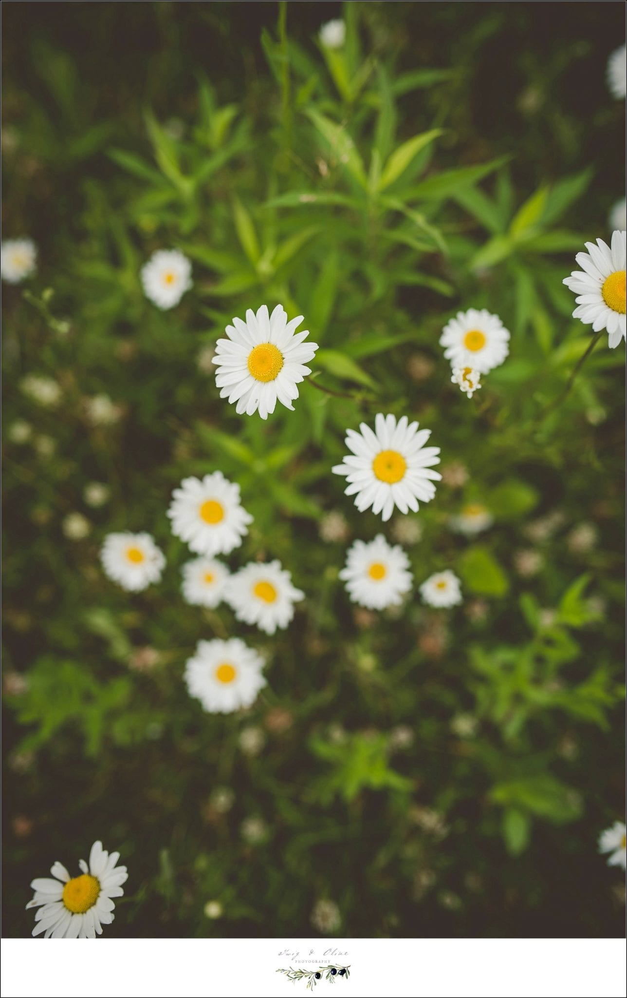daisies, yellow and white flowers, greenery, Twig and Olive
