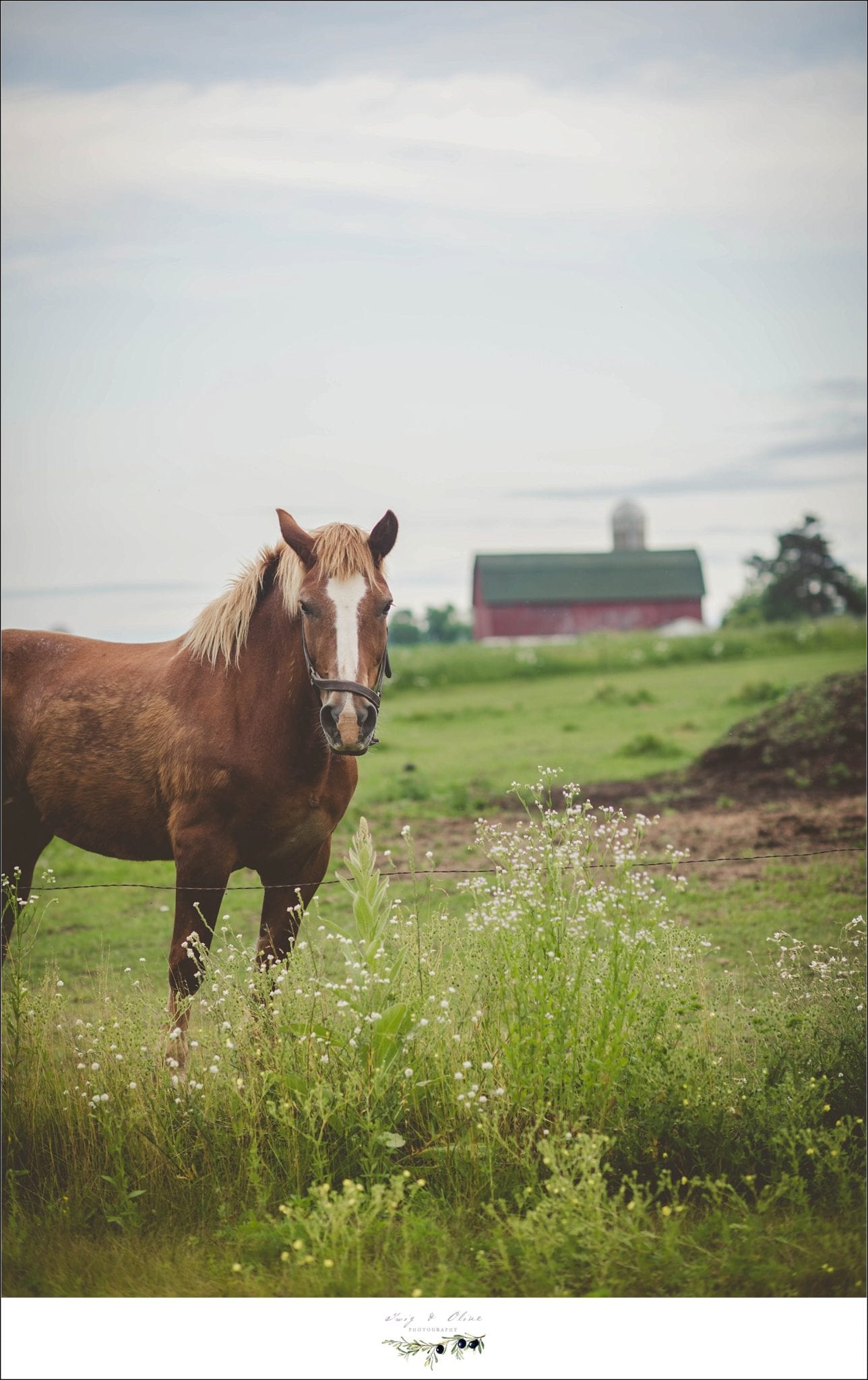 family horse, red barn, rustic, vintage, green grass