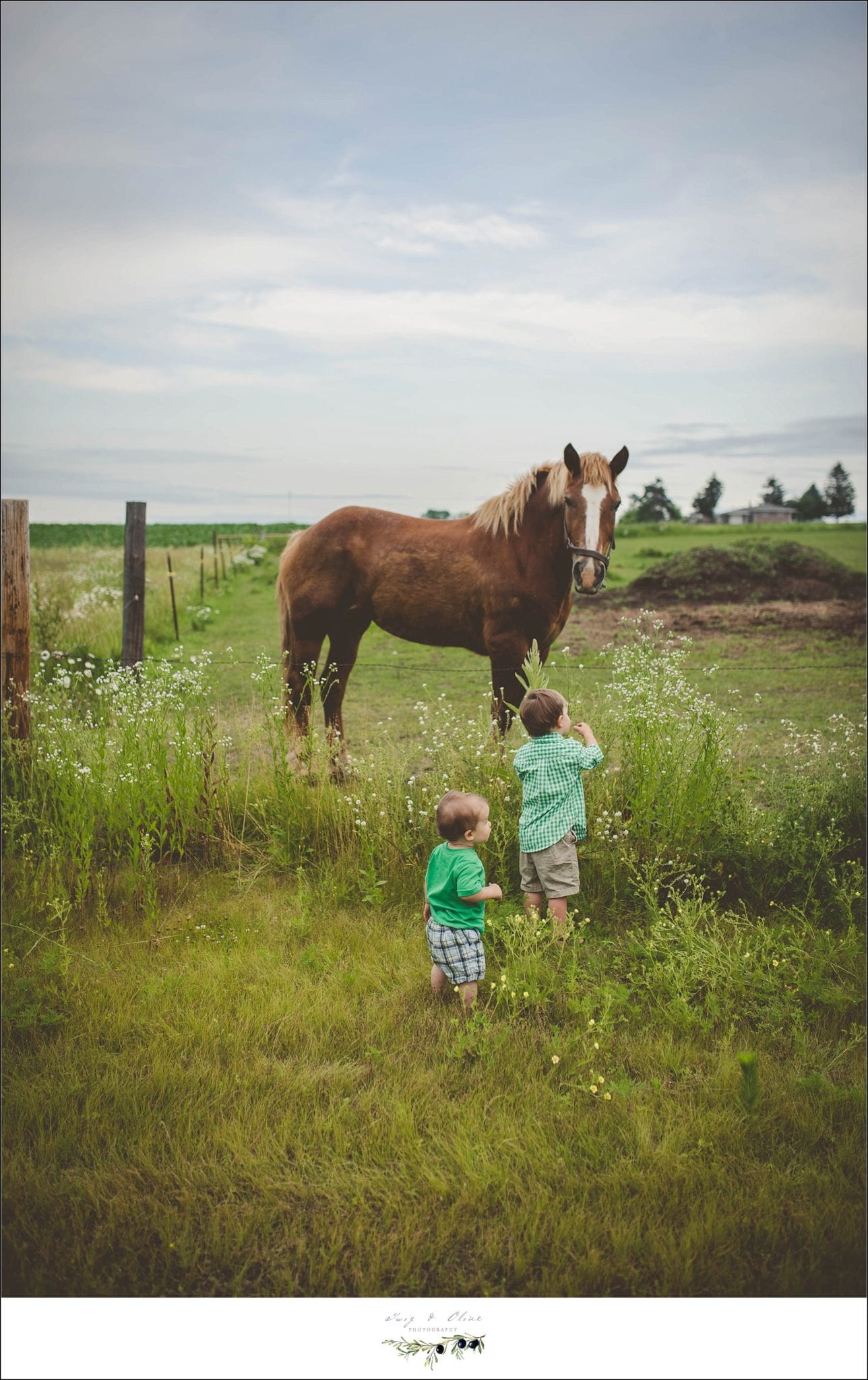brothers, horses, rustic, fences, vintage, green grass, Twig and Olive families