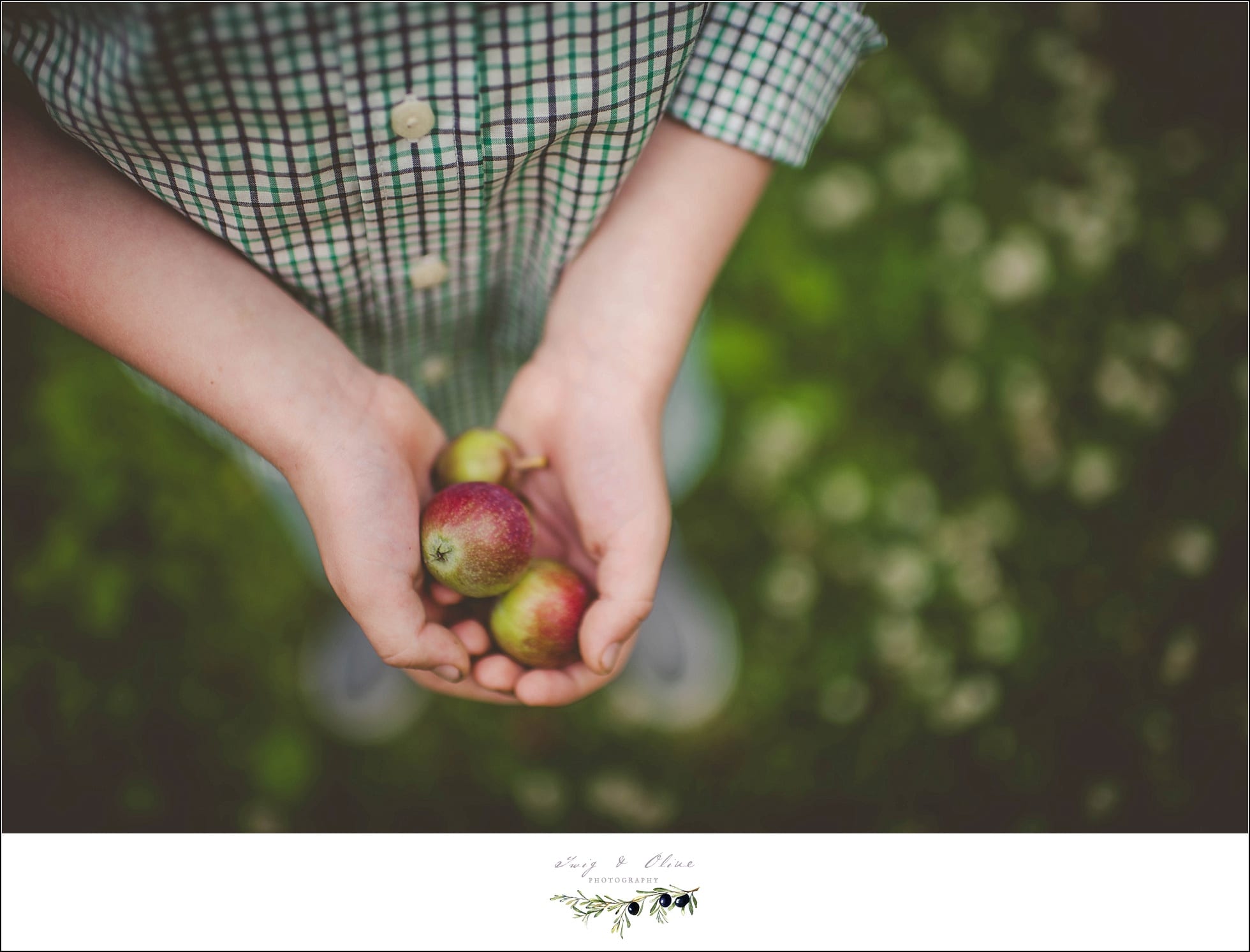 apples, tiny hands, details, greenery, Sun Prairie family sessions