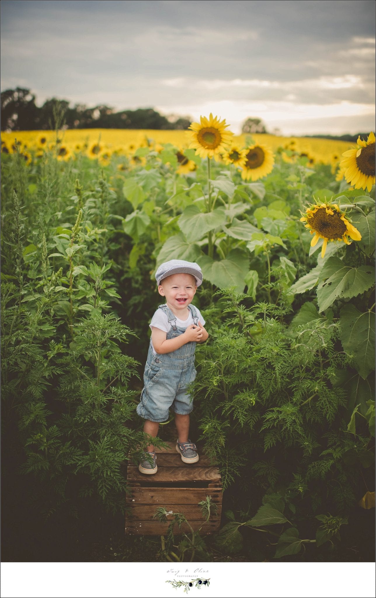 sunflowers, little conductor
